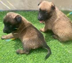 Bebe chiots