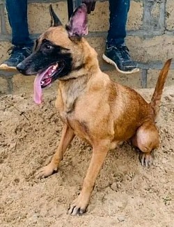 Dog