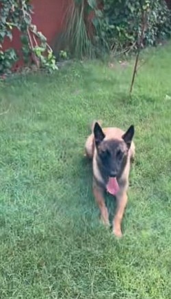 Dog