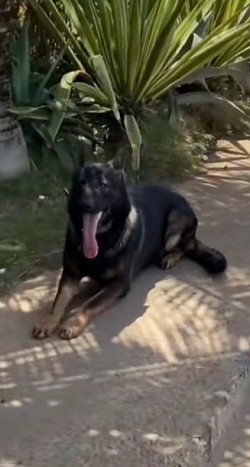 HitMan