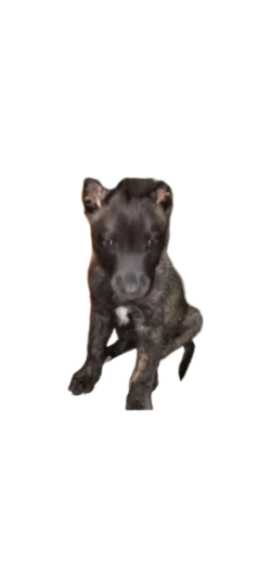 Y