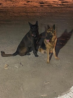 Senegalhotdogbreeding